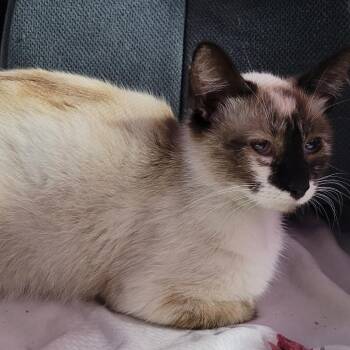 Marlow -  Domestic Short Hair and Snowshoe Cat for Adoption in Coos Bay, Oregon - Marlow | PetCurious
