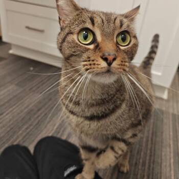 Yuki 3 -  Domestic Short Hair Cat for Adoption in Cumming, Georgia - Yuki 3 | PetCurious