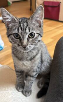 Aloo -  American Shorthair Cat for Adoption in Highland Park, New Jersey - Aloo | PetCurious