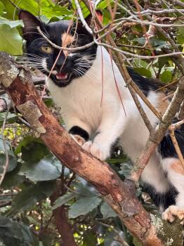 Rescue Domestic Short Hair Cats for Adoption in Augusta, Georgia - Hypaxia | PetCurious