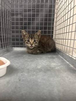 Bleep -  Domestic Short Hair Cat for Adoption in Baton Rouge, Louisiana - Bleep | PetCurious