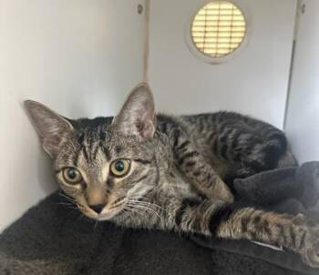 Melody -  Domestic Short Hair Cat for Adoption in Erin, Ontario - Melody | PetCurious
