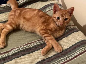 Carrot -  Domestic Short Hair Cat for Adoption in Augusta, Georgia - Carrot | PetCurious