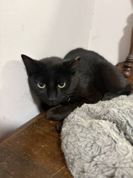 Rescue Domestic Short Hair Cats for Adoption in White Bluff, Tennessee - Clark ( Th) | PetCurious