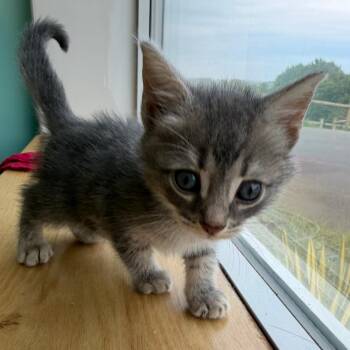 Babu -  Domestic Short Hair Cat for Adoption in Marion, Virginia - Babu | PetCurious