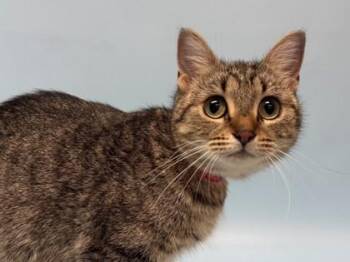 Odessa -  Domestic Short Hair Cat for Adoption in Woodbury, Minnesota - Odessa | PetCurious