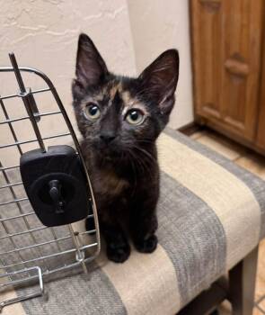 Lexapro -  Domestic Medium Hair Cat for Adoption in Oklahoma City, Oklahoma - Lexapro | PetCurious