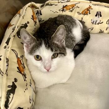 Rescue Domestic Short Hair Cats for Adoption in Richmond, Virginia - Betelgeuse | PetCurious
