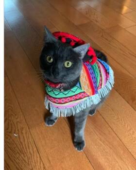 Domestic Short Hair Cats Available for Adoption in Derwood, Maryland - SNOOPY | PetCurious