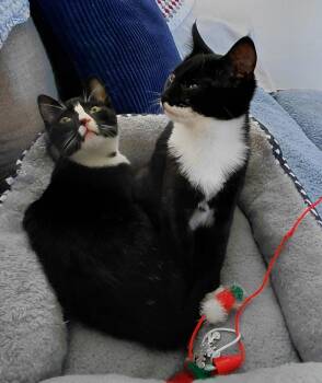 Domestic Medium Hair Cats Available for Adoption - Brutus (foster/bonded With Olive) | PetCurious