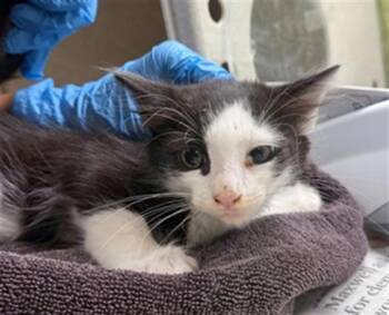 TAZ -  Domestic Short Hair Cat for Adoption in Riverside, California - TAZ | PetCurious