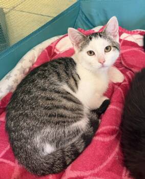 Kiki -  Domestic Short Hair Cat for Adoption in Hudson, New York - Kiki | PetCurious