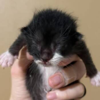 Onyx -  Domestic Short Hair Cat for Adoption in Fort Smith, Arkansas - Onyx | PetCurious