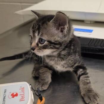 Sep -  Domestic Short Hair Cat for Adoption in Bristol, Indiana - Sep | PetCurious
