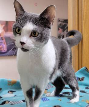 Domestic Short Hair Cats Available for Adoption in Portage, Wisconsin - Captain | PetCurious