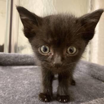 Rescue Domestic Short Hair Cats for Adoption in Wilmington, Delaware - Malibu | PetCurious