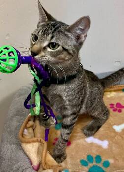 Adam -  Tabby Cat for Adoption in Leavenworth, Kansas - Adam | PetCurious