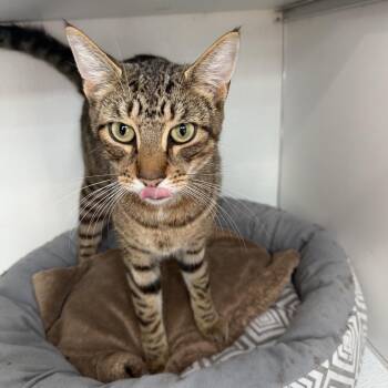 Shadow & Tiger (Bonded Pair) -  Domestic Short Hair Cat for Adoption in Courtenay, British Columbia - Shadow & Tiger (Bonded Pair) | PetCurious