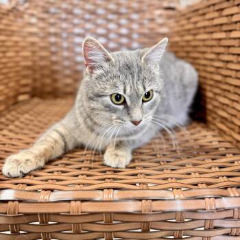 Domestic Short Hair Cats Available for Adoption - Blooper - STRAY | PetCurious