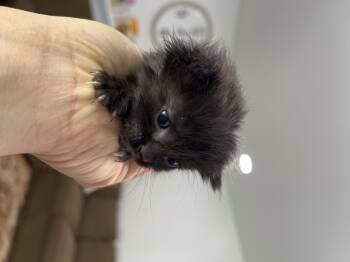 Domestic Short Hair Cats Available for Adoption in Fruit Heights, Utah - Apple Jack | PetCurious