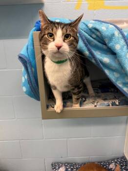 STEVE -  Domestic Short Hair Cat for Adoption in Peoria, Illinois - STEVE | PetCurious