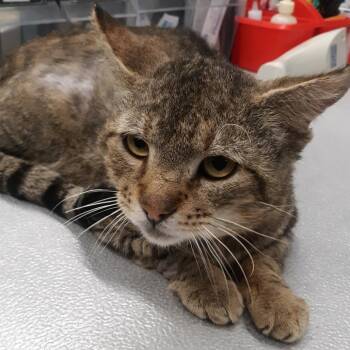 Domestic Short Hair Cats Available for Adoption in Spokane, Washington - Hanzo | PetCurious
