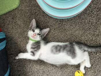 Rescue Tabby Cats for Adoption in Wimauma, Florida - Waylon (& Blossom) | PetCurious