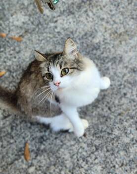 Calico Cats Available for Adoption - RAINBOW | PetCurious