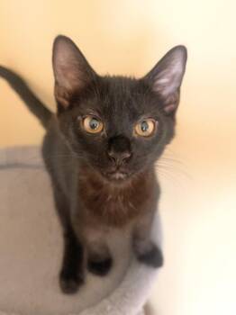 LAA-LAA -  Domestic Short Hair Cat for Adoption in Hagerstown, Maryland - LAA-LAA | PetCurious