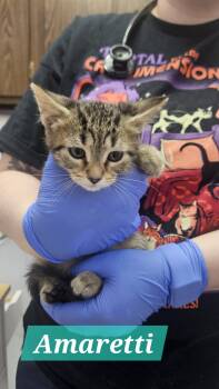 Rescue Domestic Short Hair Cats for Adoption in Lakewood, Colorado - Amaretti | PetCurious