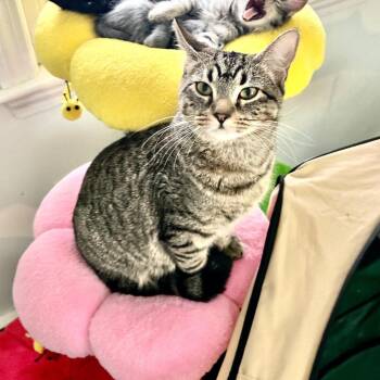 Domestic Short Hair Cats Available for Adoption in Hopkinton, Massachusetts - Georgina | PetCurious