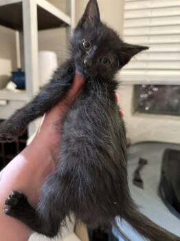 Rescue Domestic Short Hair Cats for Adoption in Albuquerque, New Mexico - Aqua | PetCurious