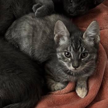 Temple -  Domestic Short Hair Cat for Adoption in Spokane, Washington - Temple | PetCurious