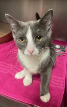 Nakoa -  Domestic Short Hair Cat for Adoption in Houghton Lake, Michigan - Nakoa | PetCurious