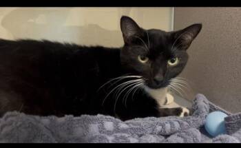 Ethel -  Domestic Short Hair Cat for Adoption in Stratham, New Hampshire - Ethel | PetCurious