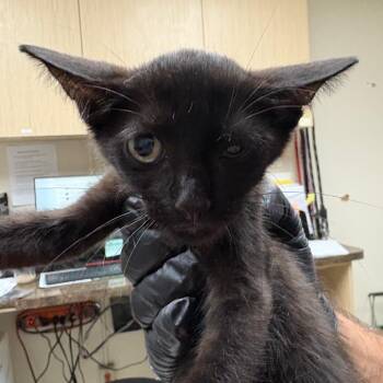 Shrek -  Domestic Short Hair Cat for Adoption in Lakeland, Florida - Shrek | PetCurious