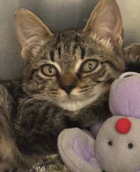 ANDY -  Domestic Short Hair Cat for Adoption in Elizabethton, Tennessee - ANDY | PetCurious