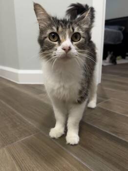 April - RF Petsmart -  Domestic Medium Hair Cat Available for Adoption in Spring, Texas - April - RF Petsmart | PetCurious