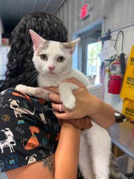 Maverick -  Domestic Short Hair Cat for Adoption in Greensburg, Indiana - Maverick | PetCurious