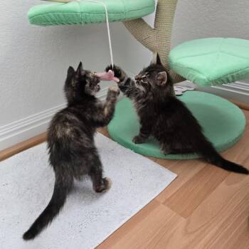 Fern -  Domestic Long Hair Cat for Adoption in Pleasanton, California - Fern | PetCurious