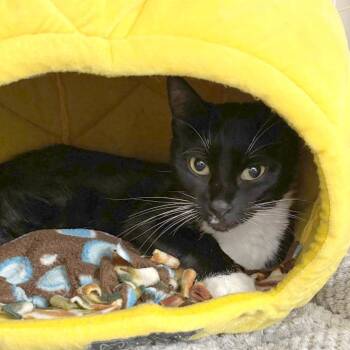 Trixie -  Domestic Medium Hair Cat for Adoption in Medford, Oregon - Trixie | PetCurious