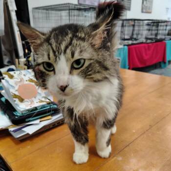 Hunter -  Domestic Long Hair Cat Available for Adoption in Coos Bay, Oregon - Hunter | PetCurious