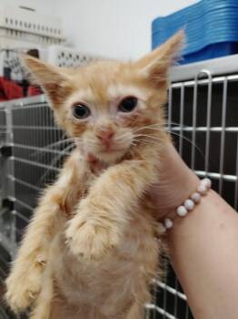 Stream -  Domestic Short Hair Cat for Adoption in Republic, Missouri - Stream | PetCurious