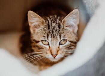 Rescue Tabby Cats for Adoption in Le Mars, Iowa - Peewee | PetCurious