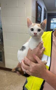 Pooter -  Calico Cat for Adoption in Nacogdoches, Texas - Pooter | PetCurious