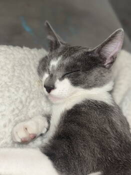 Rescue Domestic Short Hair Cats for Adoption in Davis, California - Xena | PetCurious