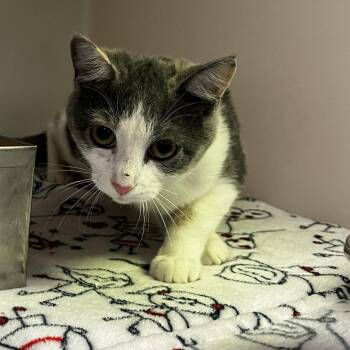 72665 -  Domestic Short Hair Cat for Adoption in Harrisonburg, Virginia - 72665 | PetCurious