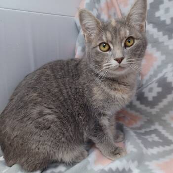 Rescue Domestic Short Hair Cats for Adoption in New Tazewell, Tennessee - Annabelle | PetCurious