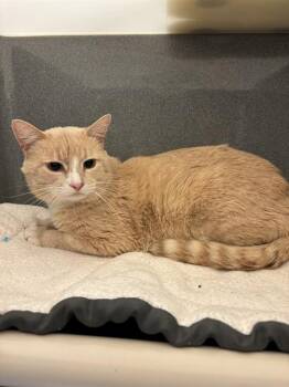 Domestic Short Hair Cats Available for Adoption in Forney, Texas - FIGARO | PetCurious