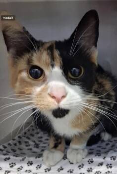 Caramello -  American Shorthair Cat for Adoption in Marshall, North Carolina - Caramello | PetCurious